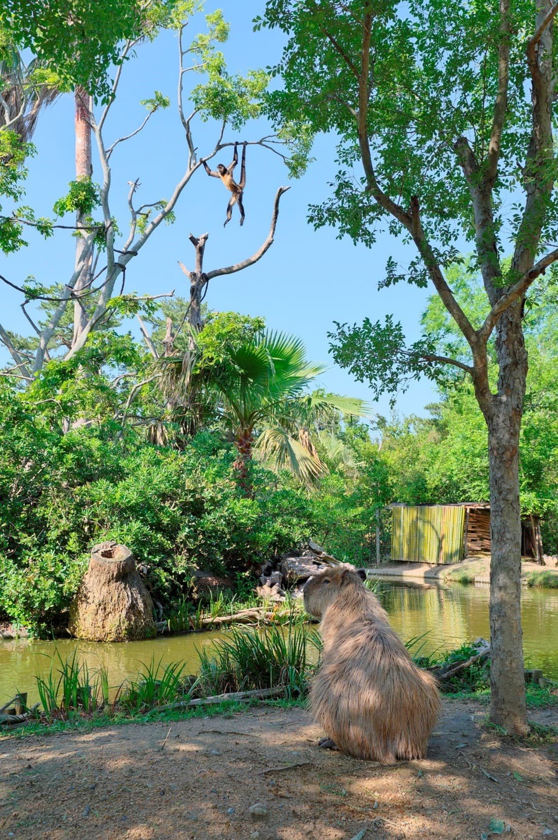 🐒 도키와 동물원